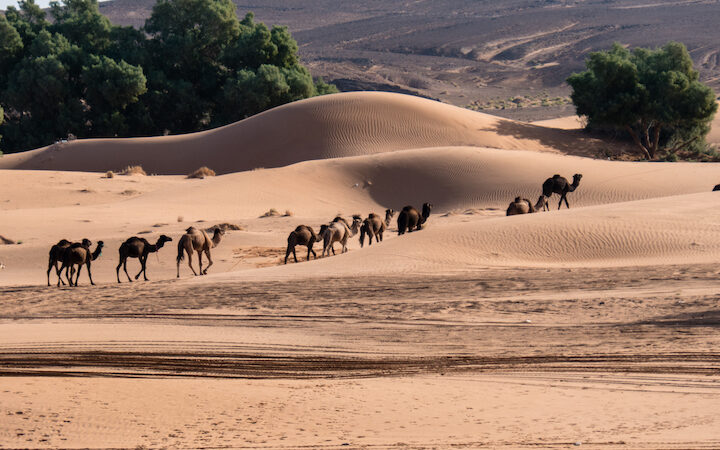 Ruta 4 dias por el Desierto de Erg Chegaga desde Marrakech.