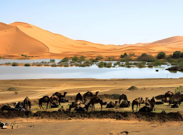 Sahara Desert Tours and Excursions from Casablanca