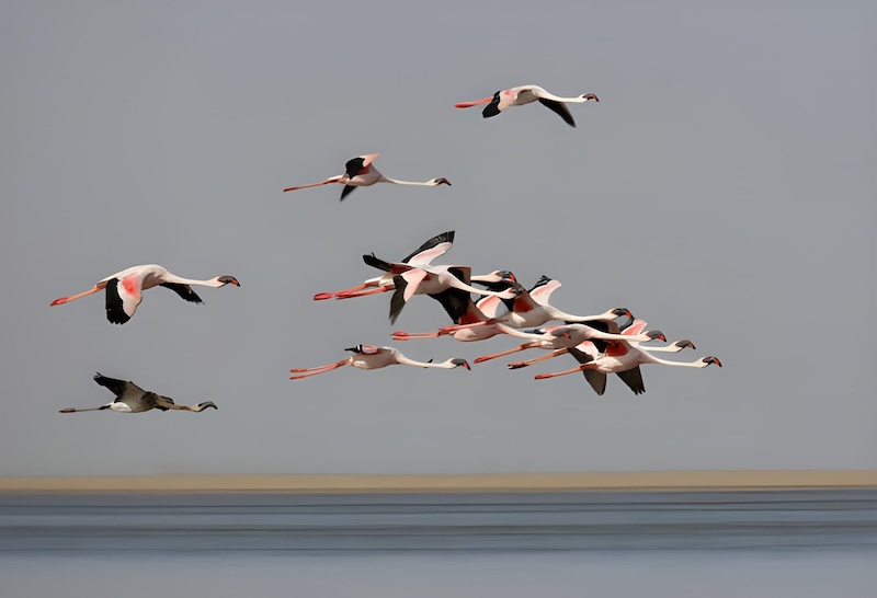Birdwatching Tours in Morocco